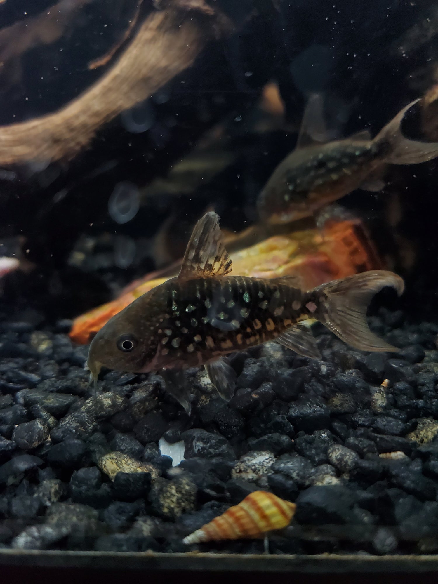 Corydoras & Catfish