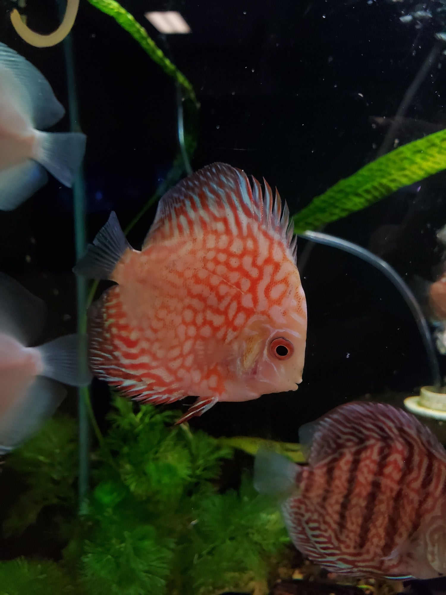 Discus