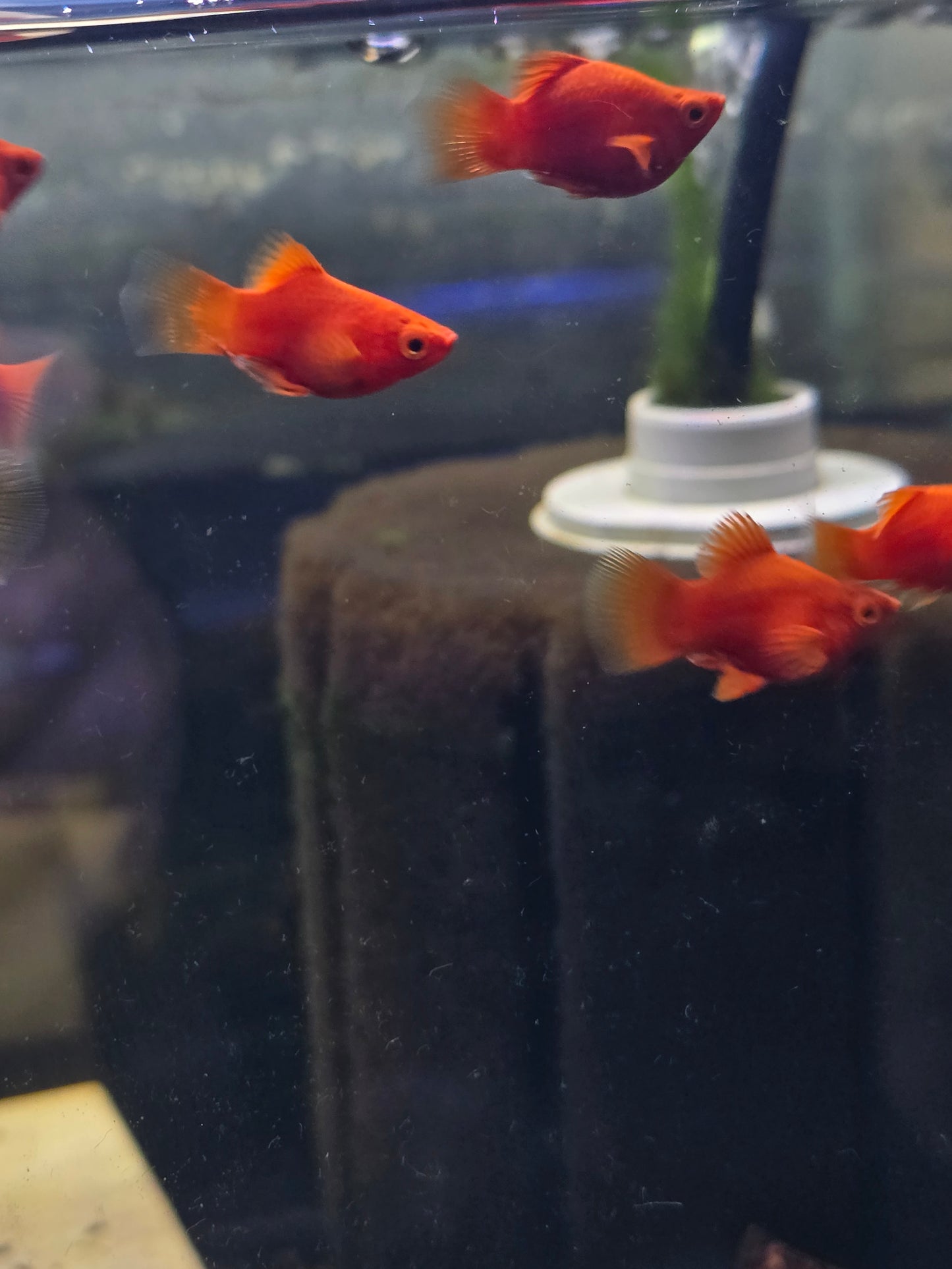 Dwarf Fireball Platy