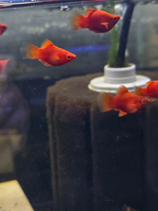 Dwarf Fireball Platy