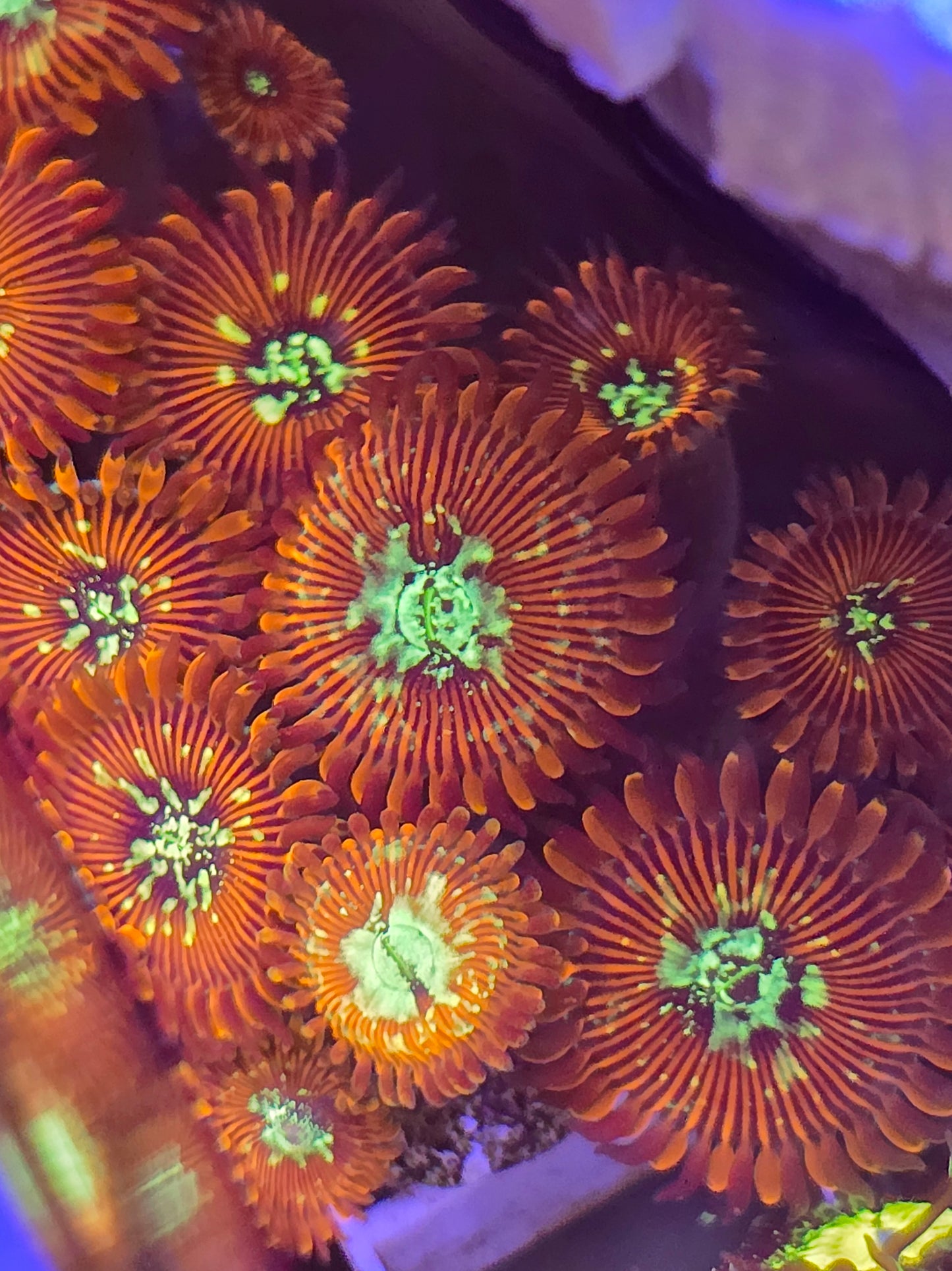 Magician Zoas