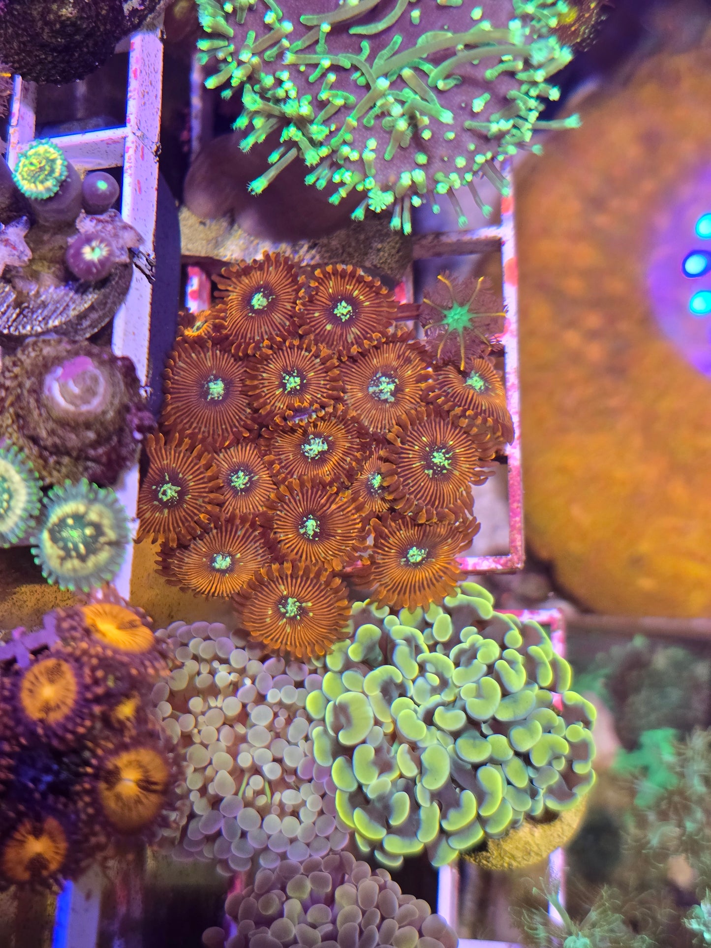 Magician Zoas