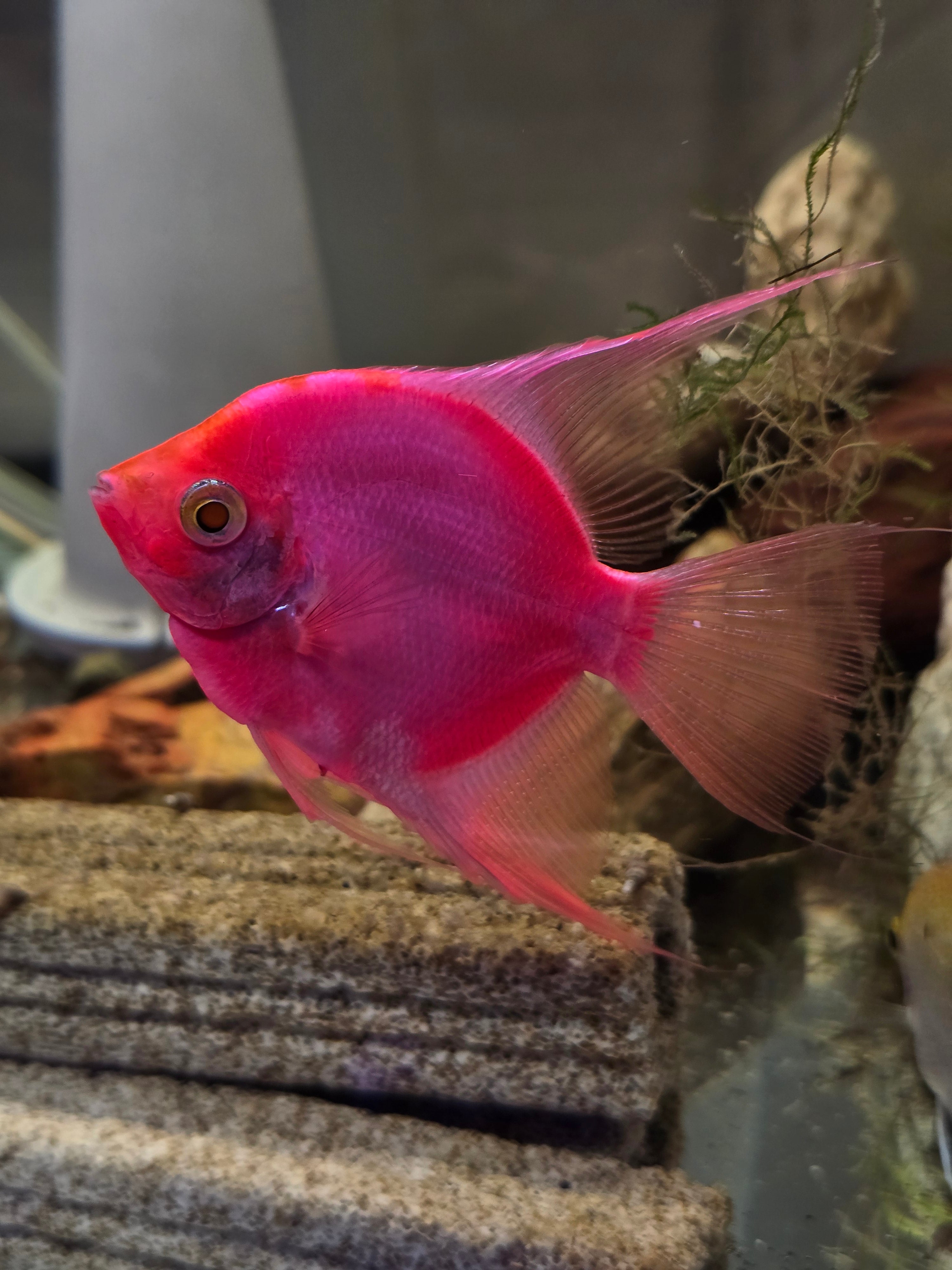 Tom's Aquatics