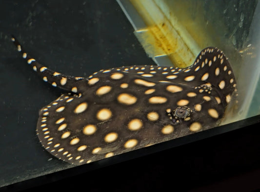 Black Diamond Stingray