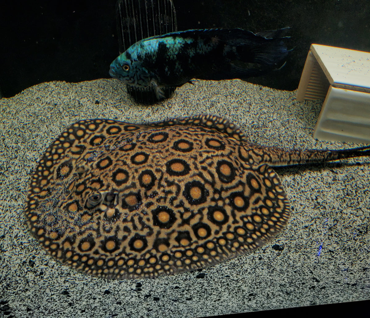 Female Mini Marble Motoro breeder